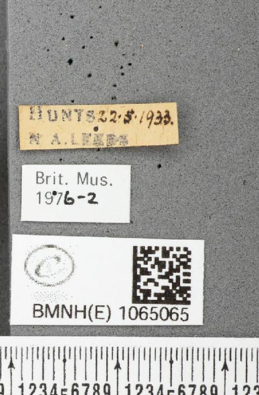 Coenonympha pamphilus (Linnaeus, 1758) - BMNHE_1065065_label_26344
