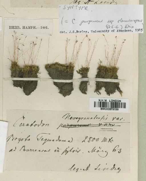 Ceratodon purpureus subsp. stenocarpus (Bruch & Schimp.) Dixon - BM000879199