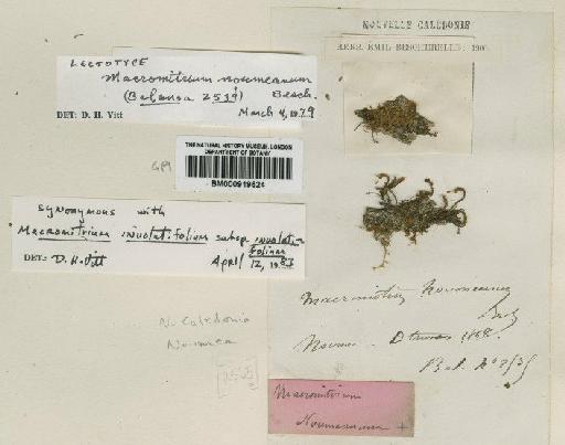 Macromitrium involutifolium (Hook. & Grev.) Schwägr. - BM000919524