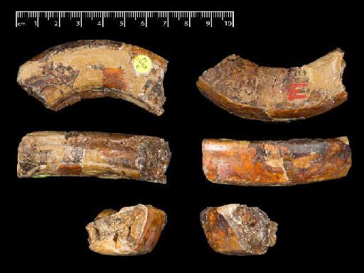 Gyrinodon quassus Hopwood, 1928 - NHMUK PV M 13158 e