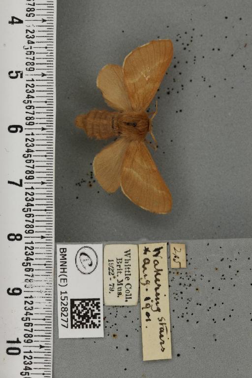 Malacosoma castrensis castrensis (Linnaeus, 1758) - BMNHE_1528277_199916