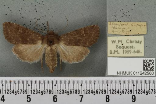 Aporophyla lutulenta (Denis & Schiffermüller, 1775) - NHMUK_011242560_643676