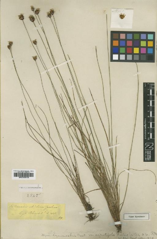 Xyris blanchetiana Malme - BM000938188