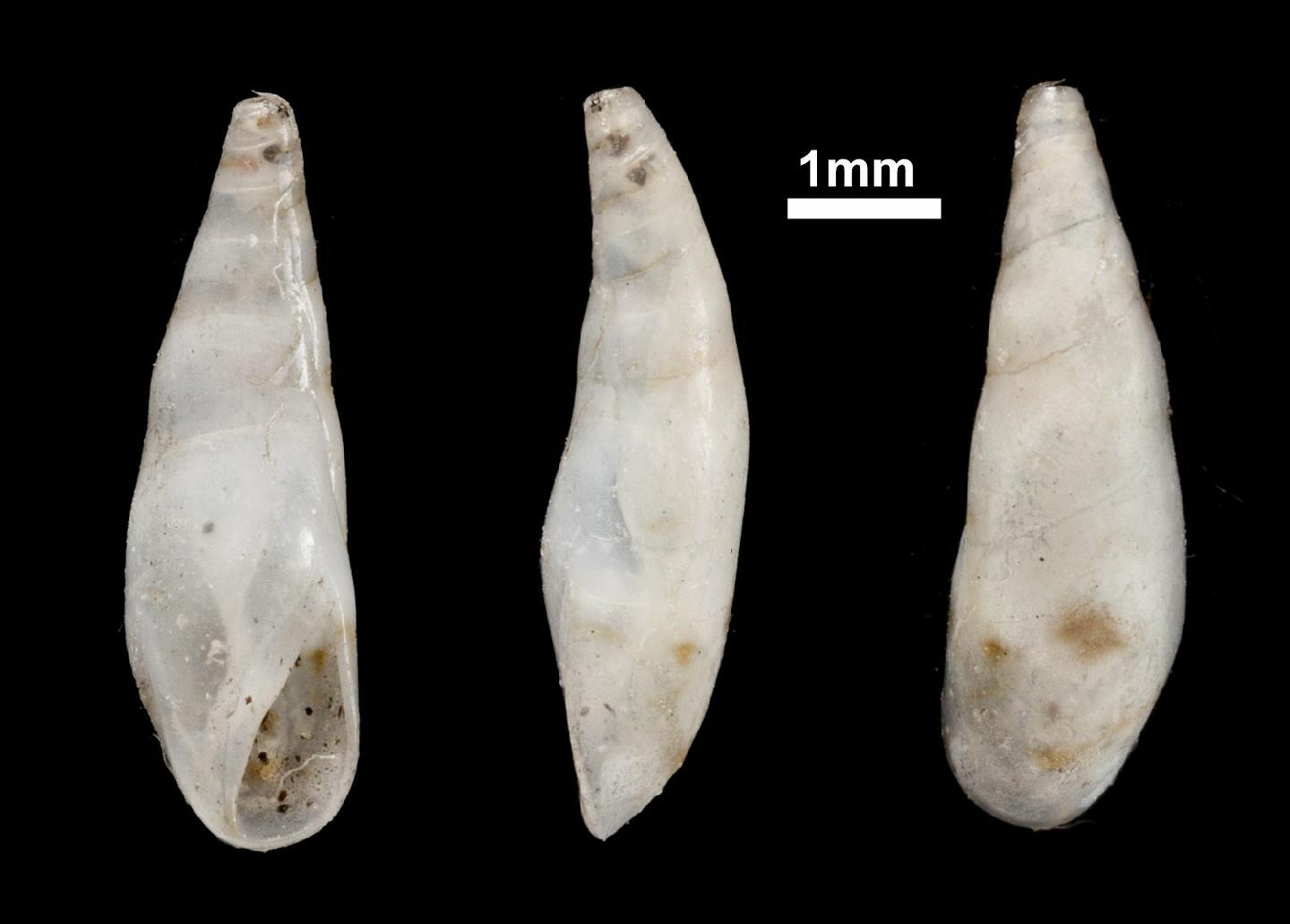 To NHMUK collection (Leiostraca distorta Pease, 1861; HOLOTYPE; NHMUK:ecatalogue:2381017)