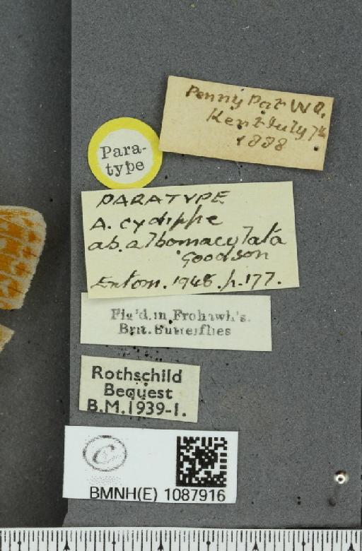 Fabriciana adippe vulgoadippe ab. albomaculata Goodson, 1948 - BMNHE_1087916_label_58420