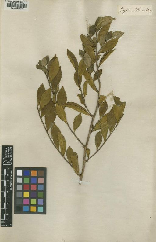 Eurya japonica Thunb. - BM000611875