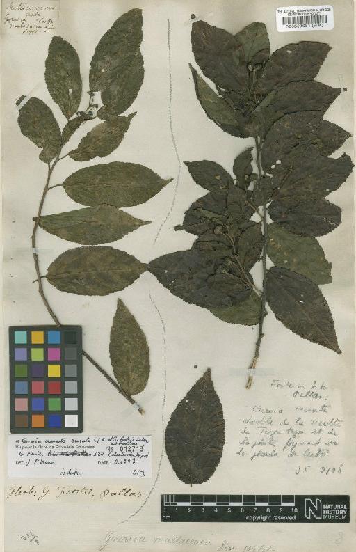 Grewia crenata (J.R.Forst.) Schinz & Guill. - BM000559661