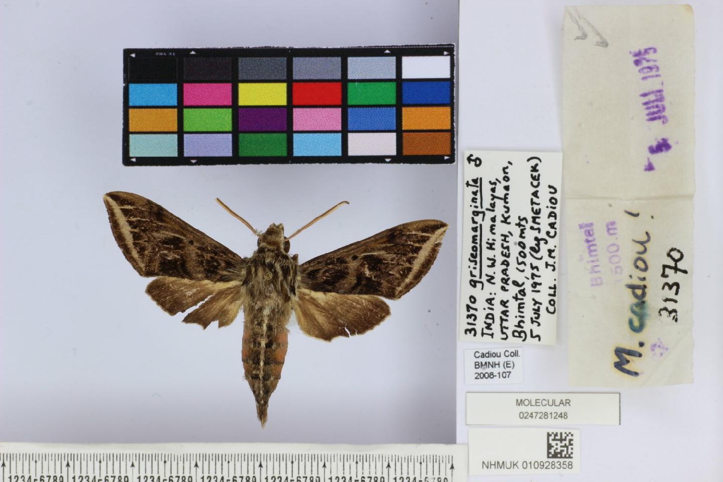 Theretra griseomarginata thumbnail