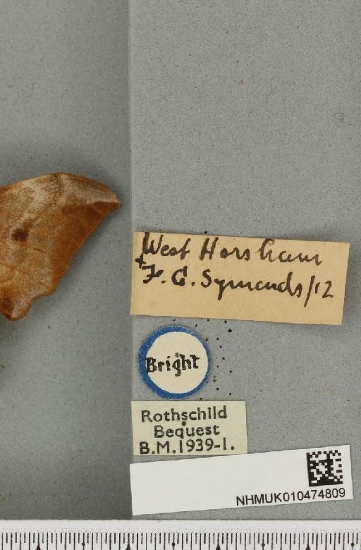 Smerinthus ocellata ab. pallida Tutt, 1902 - NHMUK_010474809_label_525145
