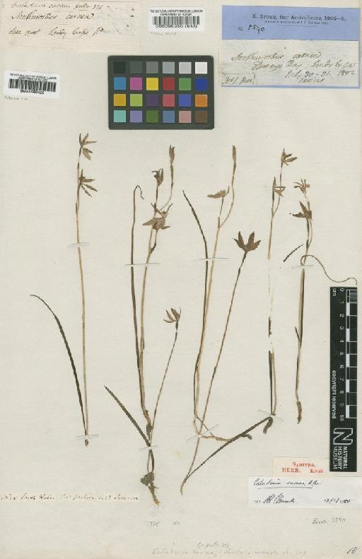 Caladenia carnea R.Br. - BM000095250