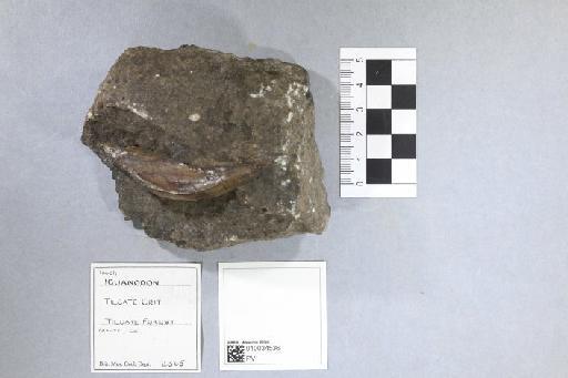 Ichthyosaurus De la Beche & Conybeare, 1821 - 010034536_L010093514