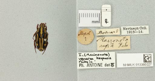 Ixorida (Mecinonota) venerea keyensis Miksic, 1972 - 013386027_772231_981348