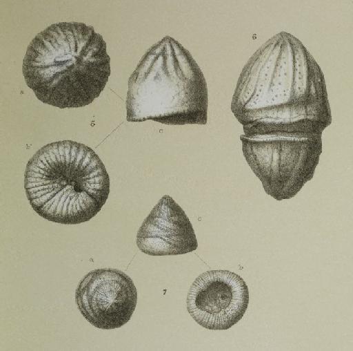 Discorbina tabernacularis Brady, 1881 - ZF1420_89_7_Glabratella_tabernacularis.jpg