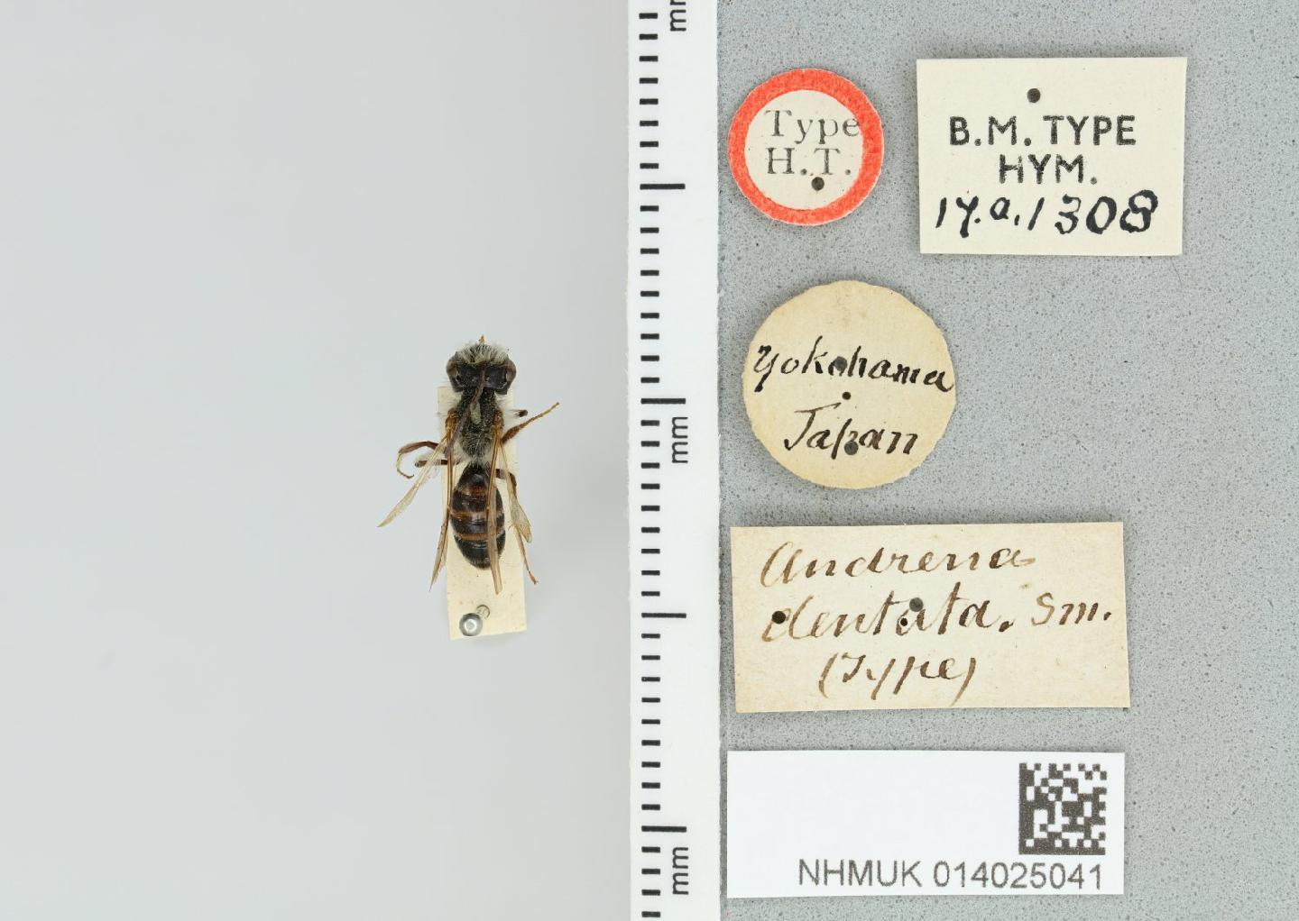 Andrena dentata