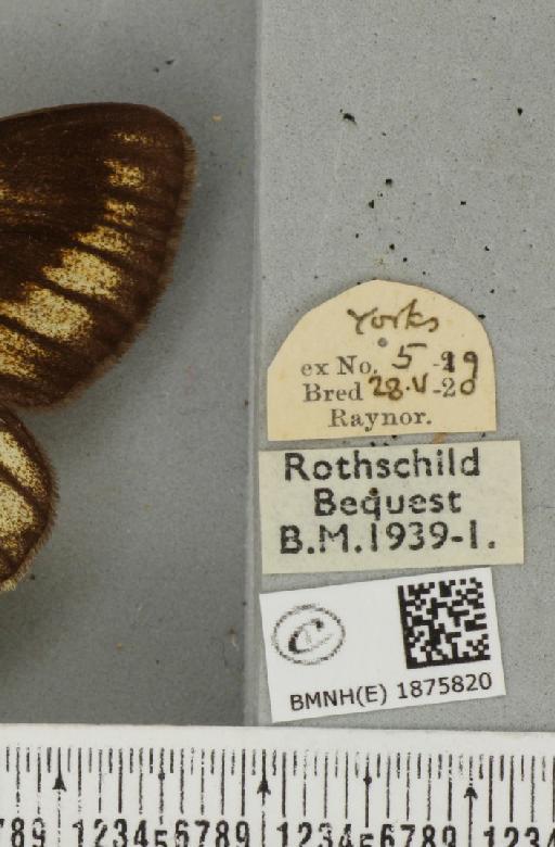 Abraxas grossulariata ab. exquisita Raynor, 1918 - BMNHE_1875820_label_436345