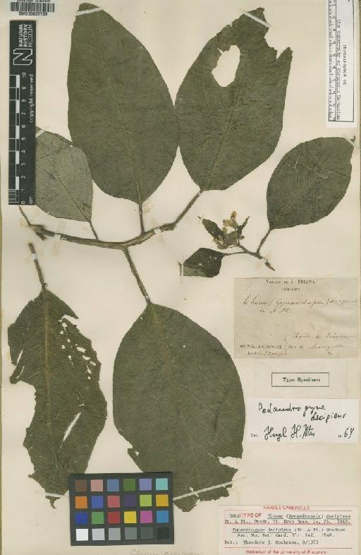 Podandrogyne decipiens (Triana & Planch.) Woodson - BM000629733