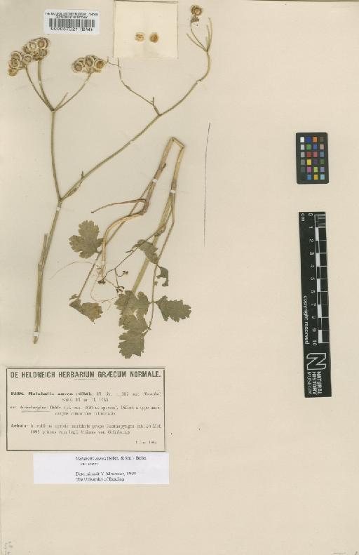 Malabaila aurea var. aurea (Sibth. & Sm.) Boiss - BM000057321