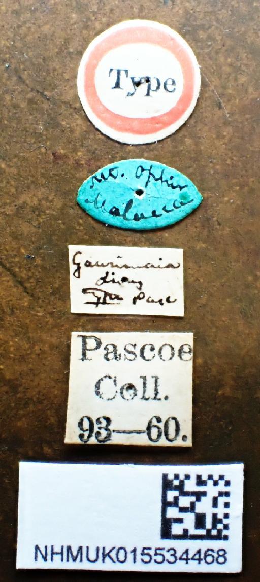 Gauromaia dives Pascoe, 1866 - Gauromaia dives HT male labels