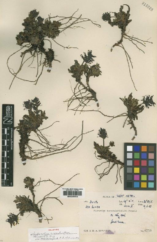 Picrorhiza scrophulariiflora Pennell - BM000797948