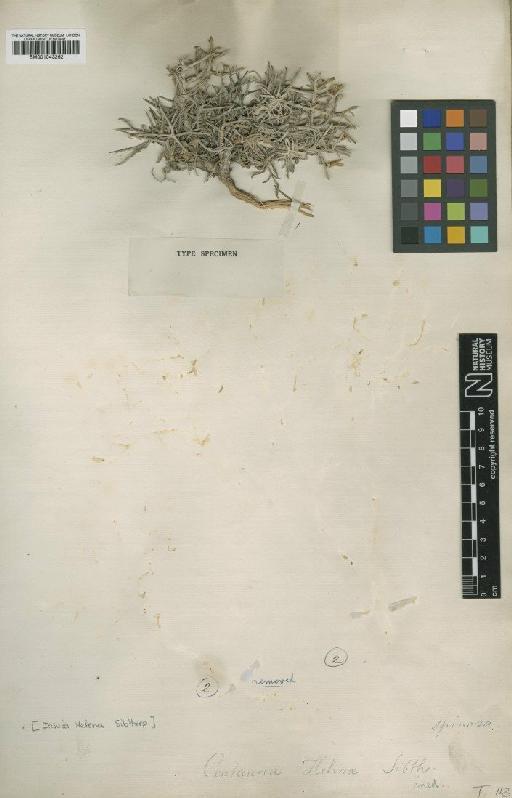 Centaurea spinosa subsp. spinosa L. - BM001043262