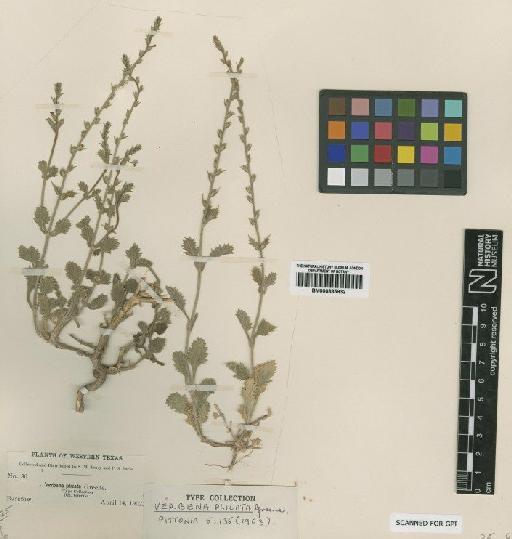 Verbena plicata Greene - BM000885932