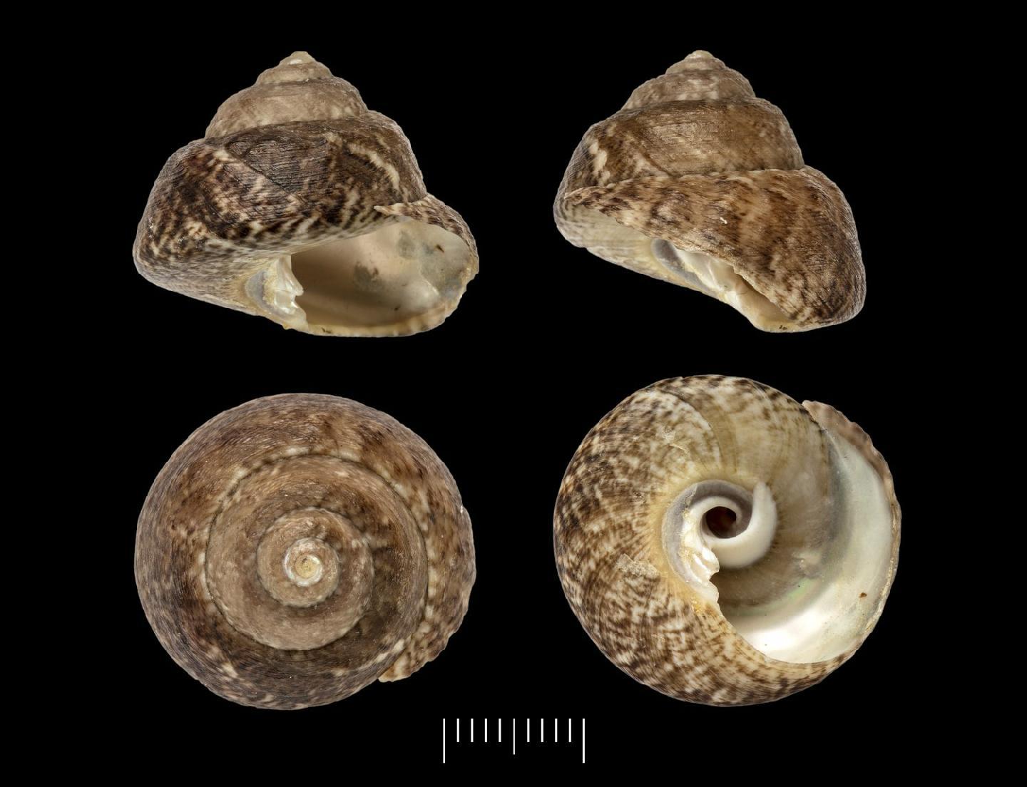 To NHMUK collection (Chlorostoma seminodosum A. Adams, 1853; SYNTYPES; NHMUK:ecatalogue:2384652)