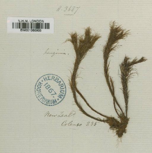 Cryptopodium bartramioides (Hook.) Brid. - BM001086933
