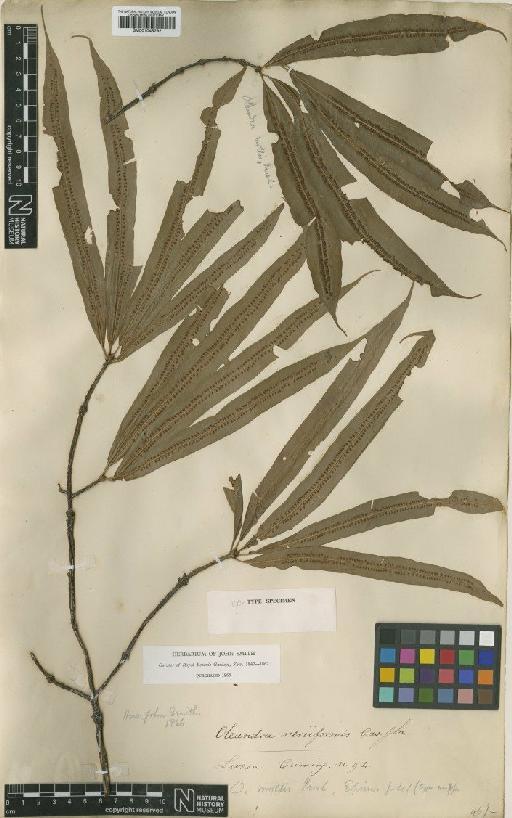Oleandra mollis C.Presl - BM001048292