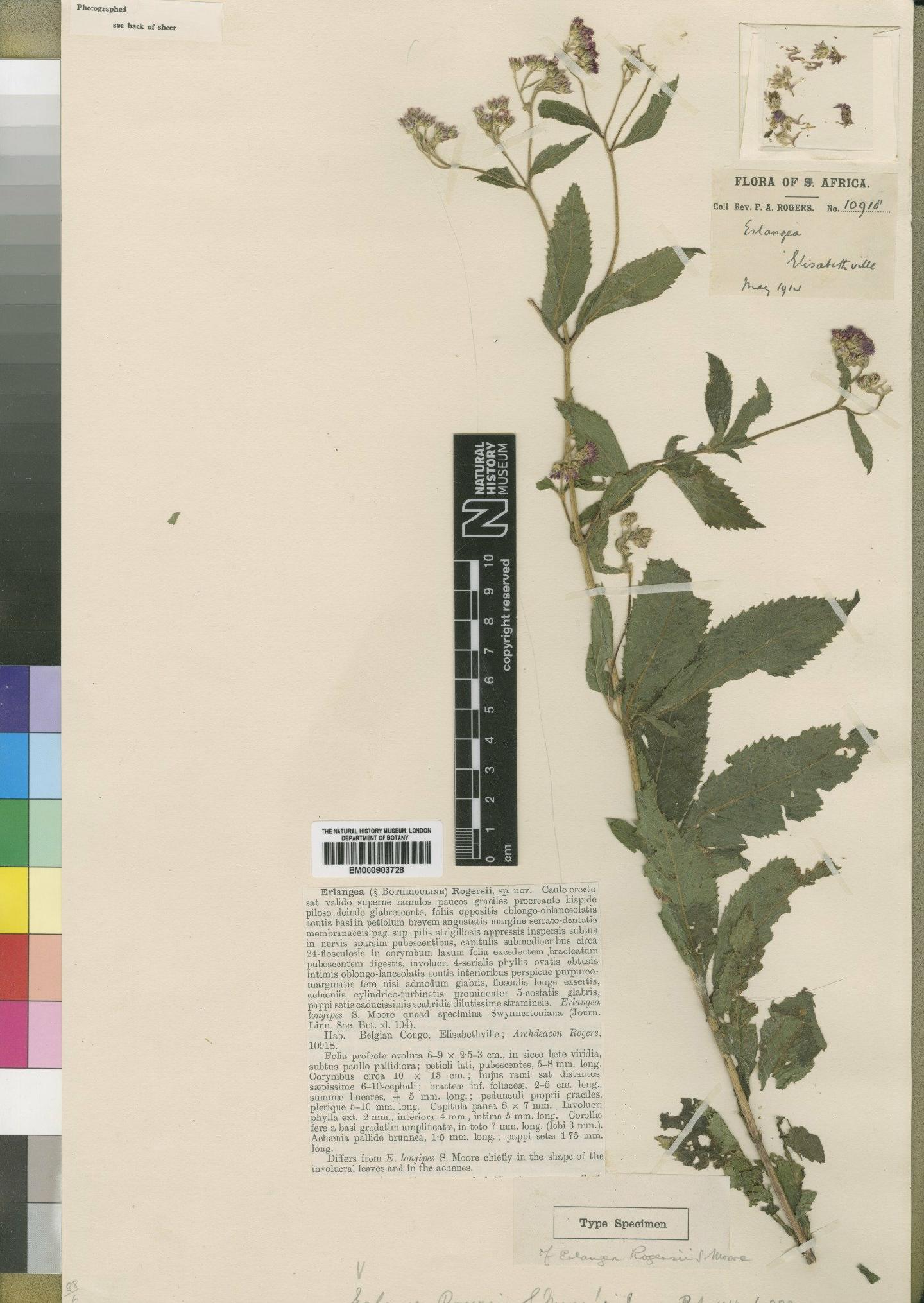 To NHMUK collection (Erlangea rogersii Moore; Type; NHMUK:ecatalogue:4528734)