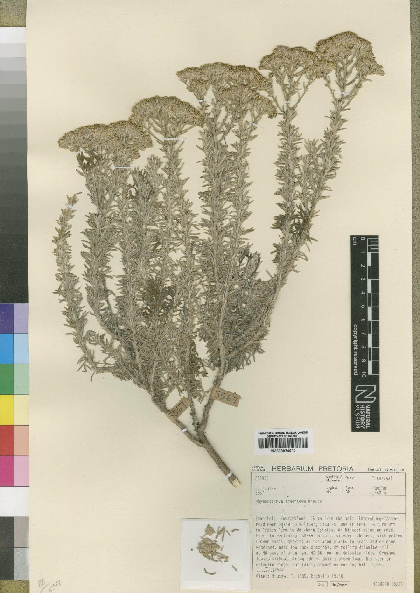 To NHMUK collection (Phymaspermum argenteum Brusse; Isotype; NHMUK:ecatalogue:4529524)