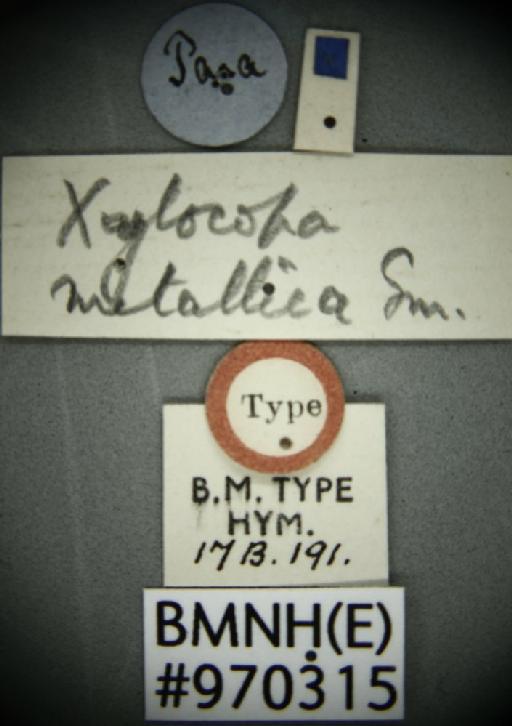 Xylocopa metallica Smith, F., 1874 - Xylocopa metallica BMNH(E)970315 type female labels 1