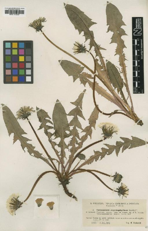 Taraxacum copidophyllum Dahlst - BM001043457