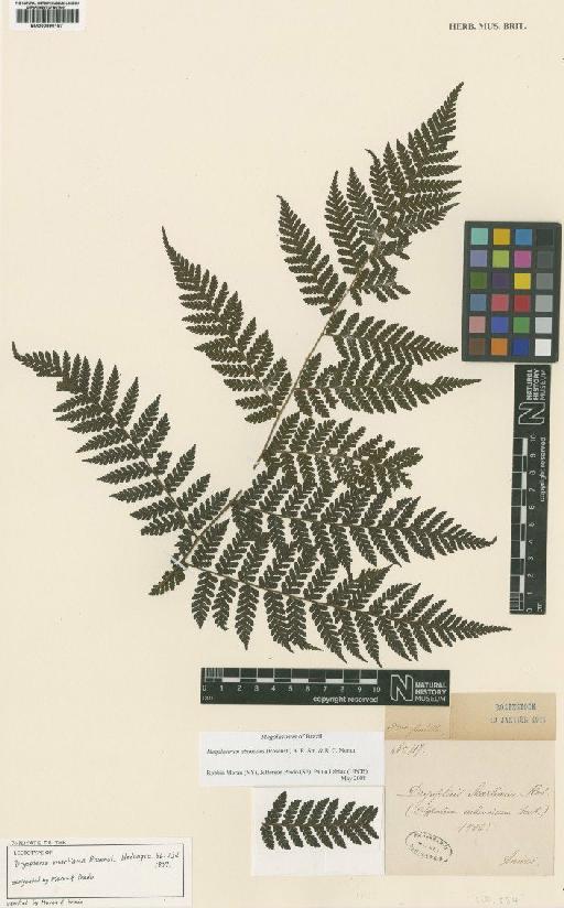 Megalastrum abundans (Rosenst.) A.R.Sm. & R.C.Moran - BM000890197