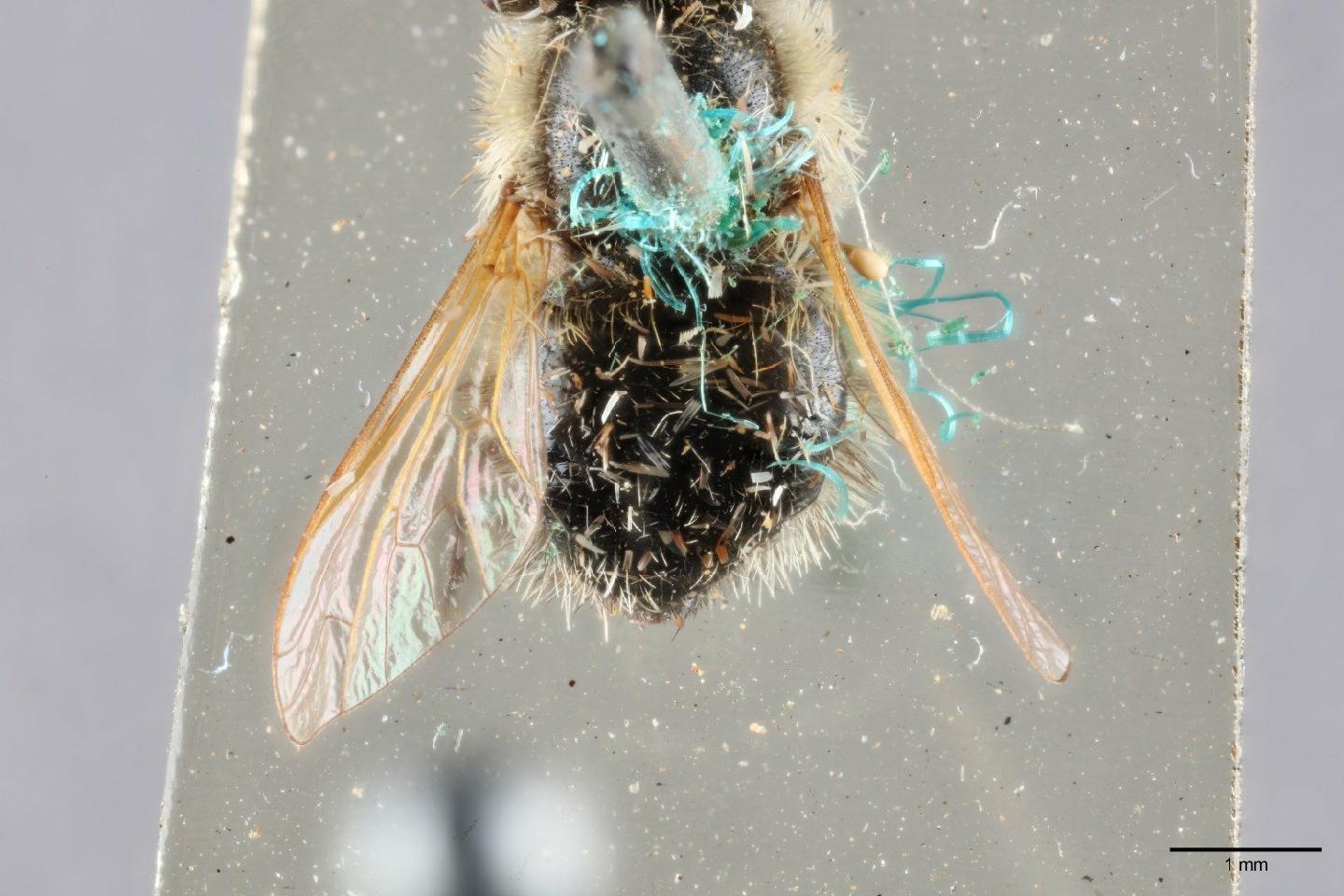 Corsomyza capensis