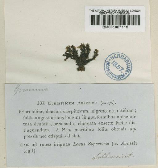 Schistidium agassizii Sull. & Lesq. - BM001007116