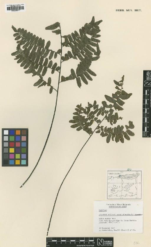 Adiantum humile Kunze - BM000936717