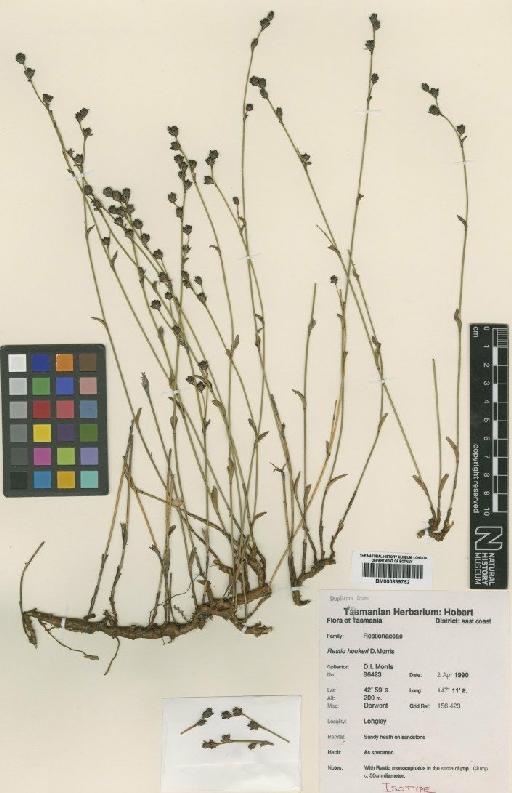 Chordifex hookeri (D.I.Morris) B.G.Briggs - BM000839752