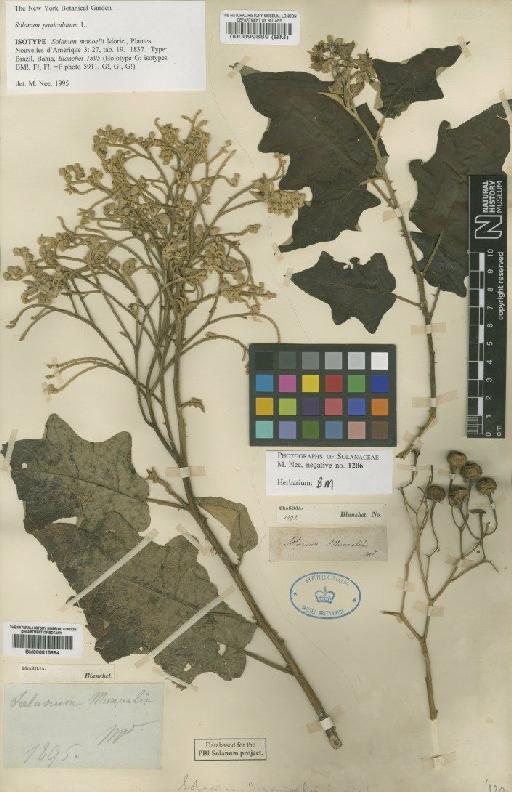 Solanum paniculatum L. - BM000815894