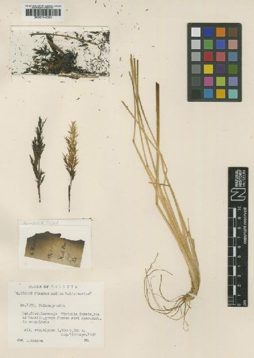 Calamagrostis leiophylla (Wedd.) Hitchc. - BM001042363