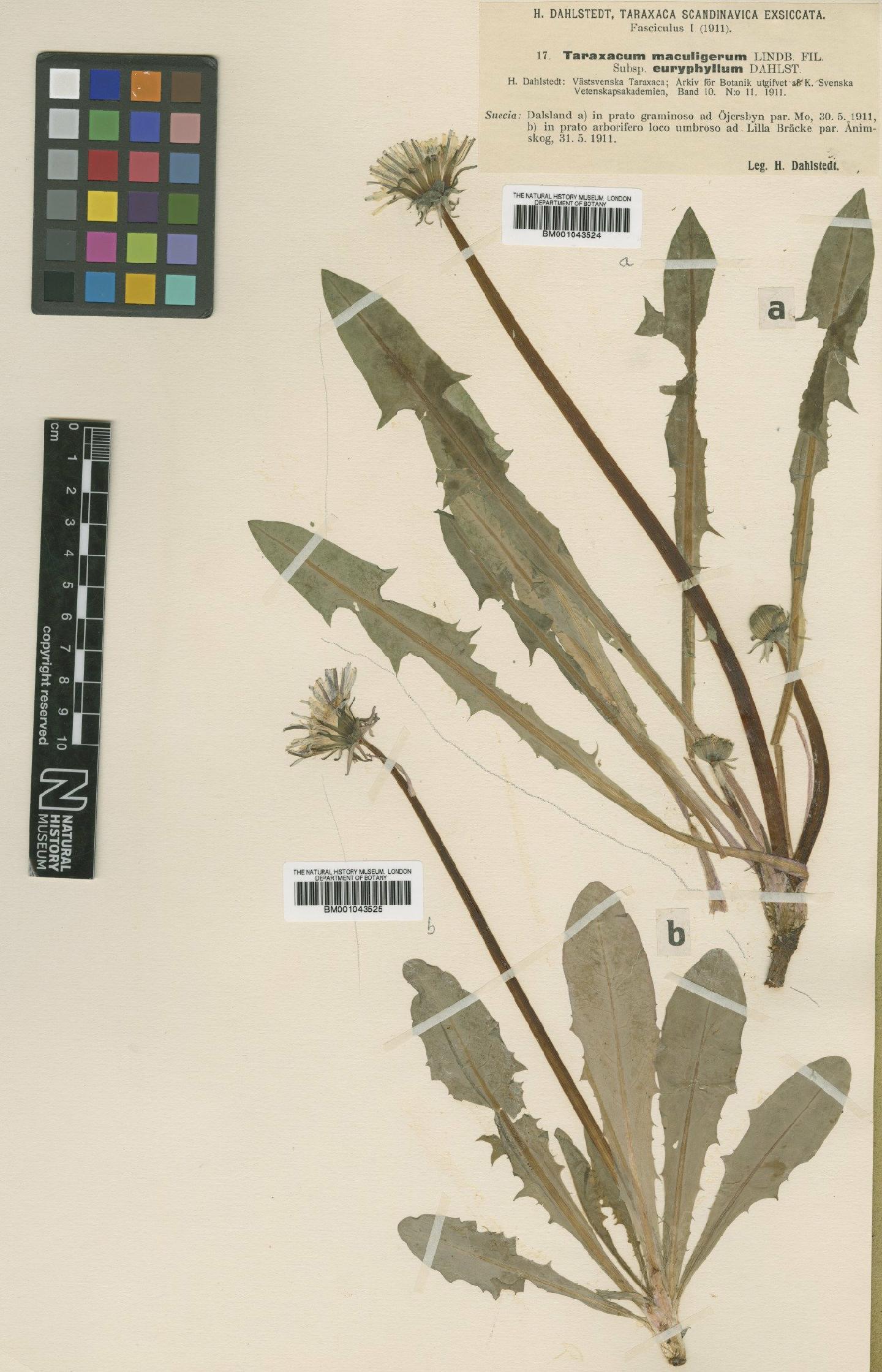 To NHMUK collection (Taraxacum maculigerum subsp. euryphyllum Dahlst.; Type; NHMUK:ecatalogue:1999312)