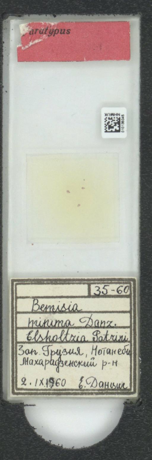 Bemisia tabaci (Gennadius, 1889) - 010135045_117709_1091915