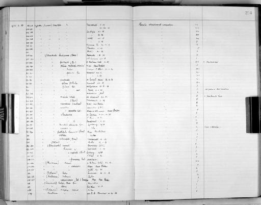 Cypraea (Palmadusta) felina melvilli (Hidalgo) - Zoology Accessions Register: Mollusca: 1938 - 1955: page 204