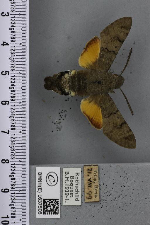 Macroglossum stellatarum (Linnaeus, 1758) - BMNHE_1637506_206190