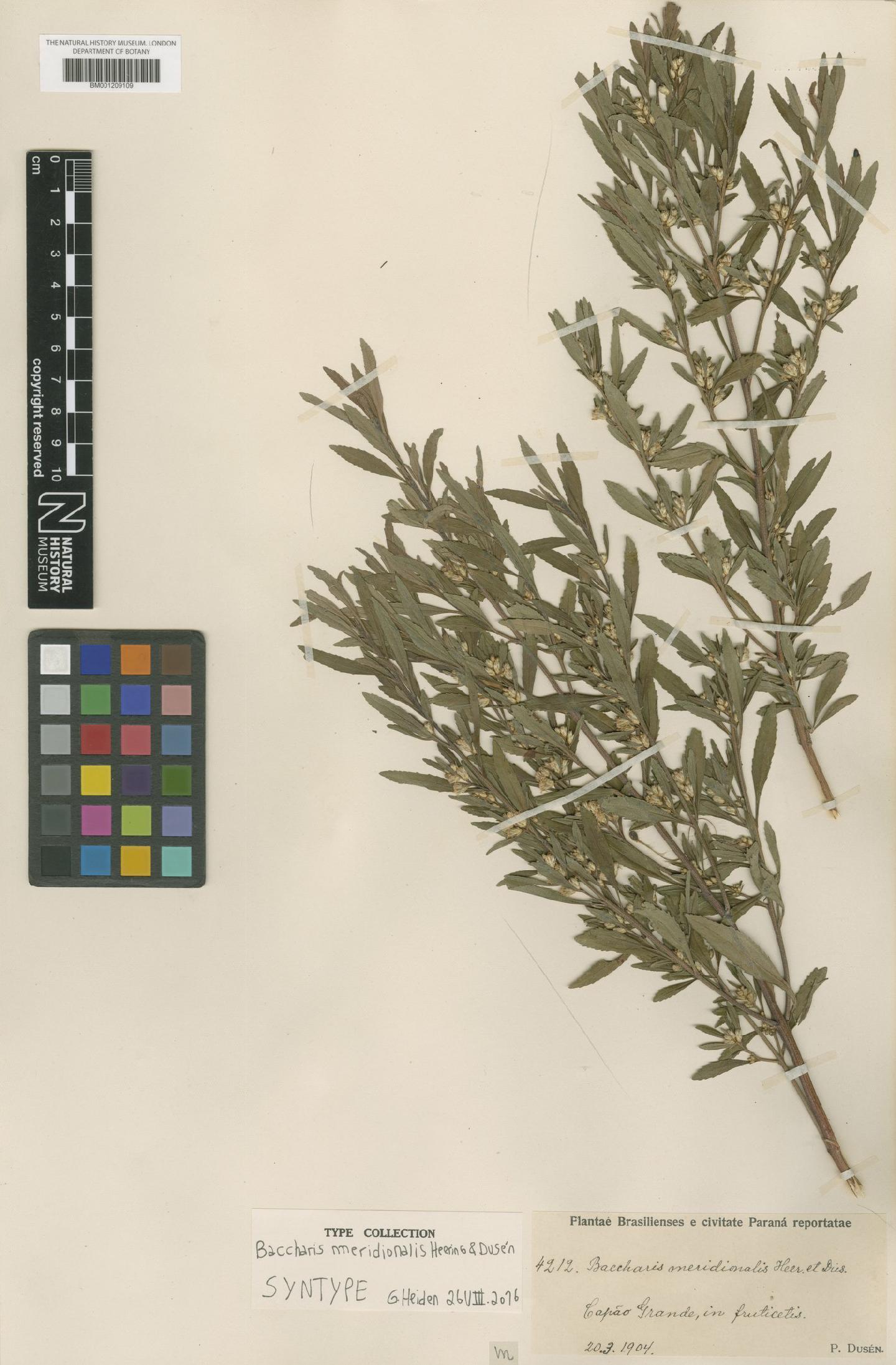 To NHMUK collection (Baccharis meridionalis Heering & Dusén; Syntype; NHMUK:ecatalogue:6731295)