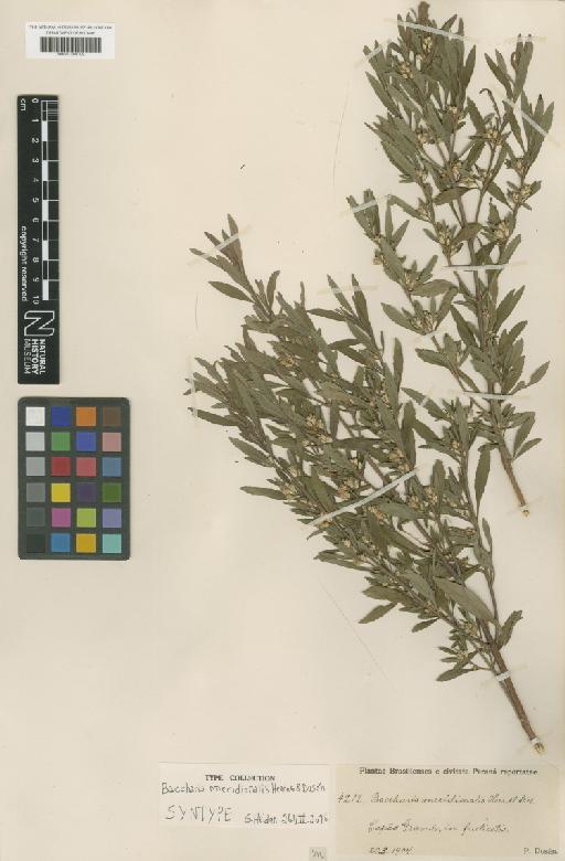 Baccharis meridionalis Heering & Dusén - BM001209109