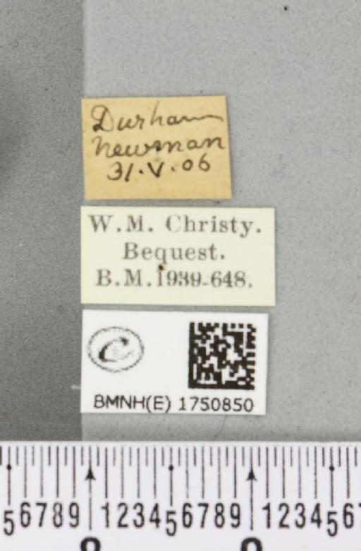 Hydriomena impluviata ab. nigerrima Harrison, 1911 - BMNHE_1750850_label_329681