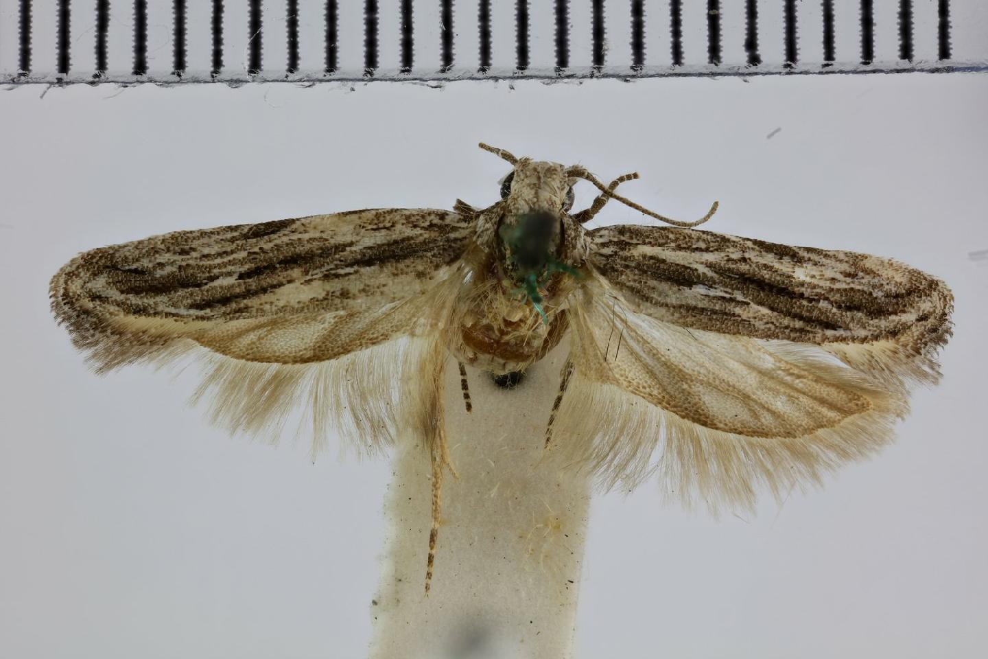 Anarsia acaciae thumbnail