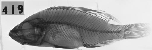 Haplochromis dolorosus Trewavas, 1933 - BMNH 1933.2.23.419, HOLOTYPE, Haplochromis dolorosus, radiograph
