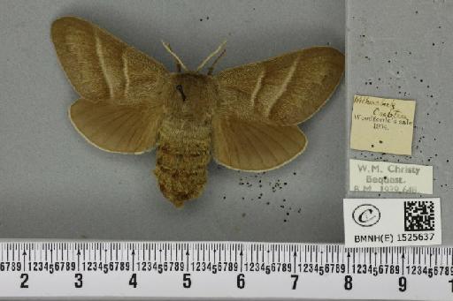 Macrothylacia rubi (Linnaeus, 1758) - BMNHE_1525637_196260