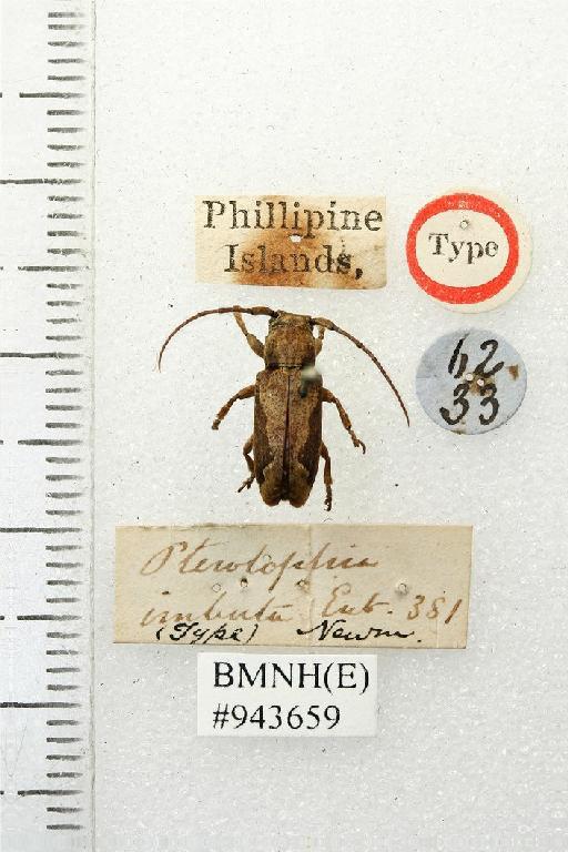Pterolophia crassipes (Wiedemann, 1823) - Pterolophia crassipes (imbuta) type